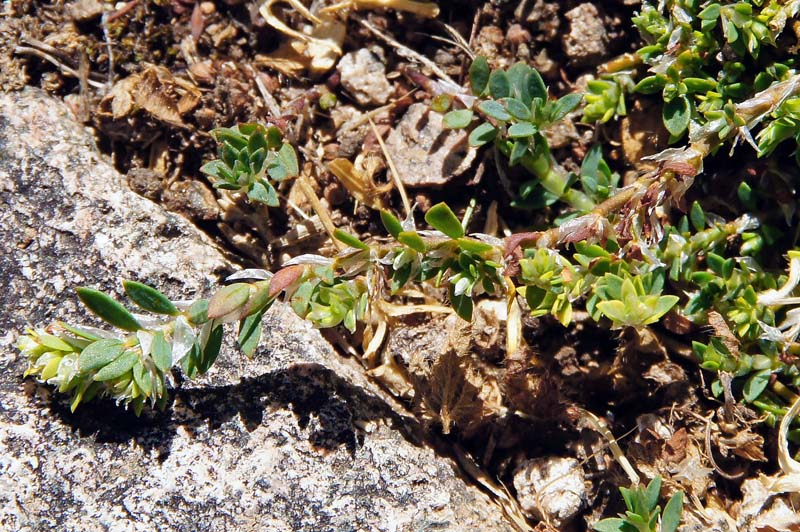 Paronychia polygonifolia